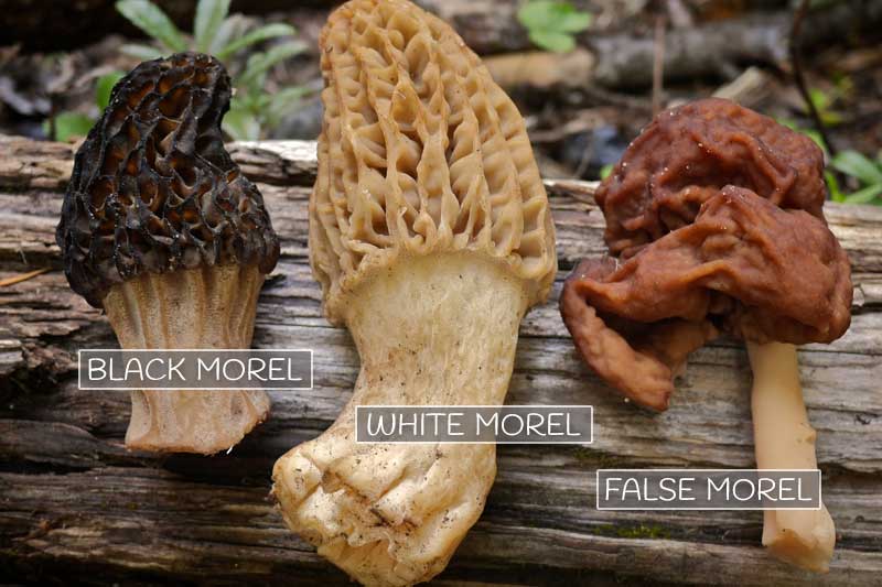 Fungi False Morels